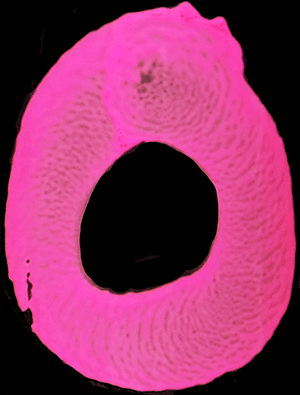 ミラン・ネスタレッツ・トランセンデント NV（2022-2023）