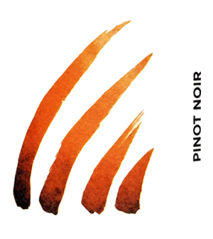 アンス・シャンパーニュ・ブラン・ド・ノワール・ブリュット・ナチュール・プルミエ・クリュ・キュヴェ・ル・ノワイエ・ド・ロルム・デュ・ミディ・ミレジメ 2021