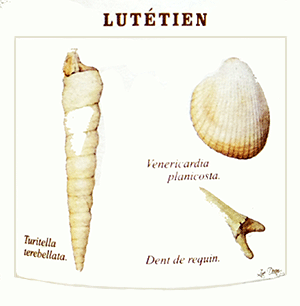 ルグラン・ラトゥール・シャンパーニュ・ブリュット・ナチュール・キュヴェ・リュテシアン NV（2020）